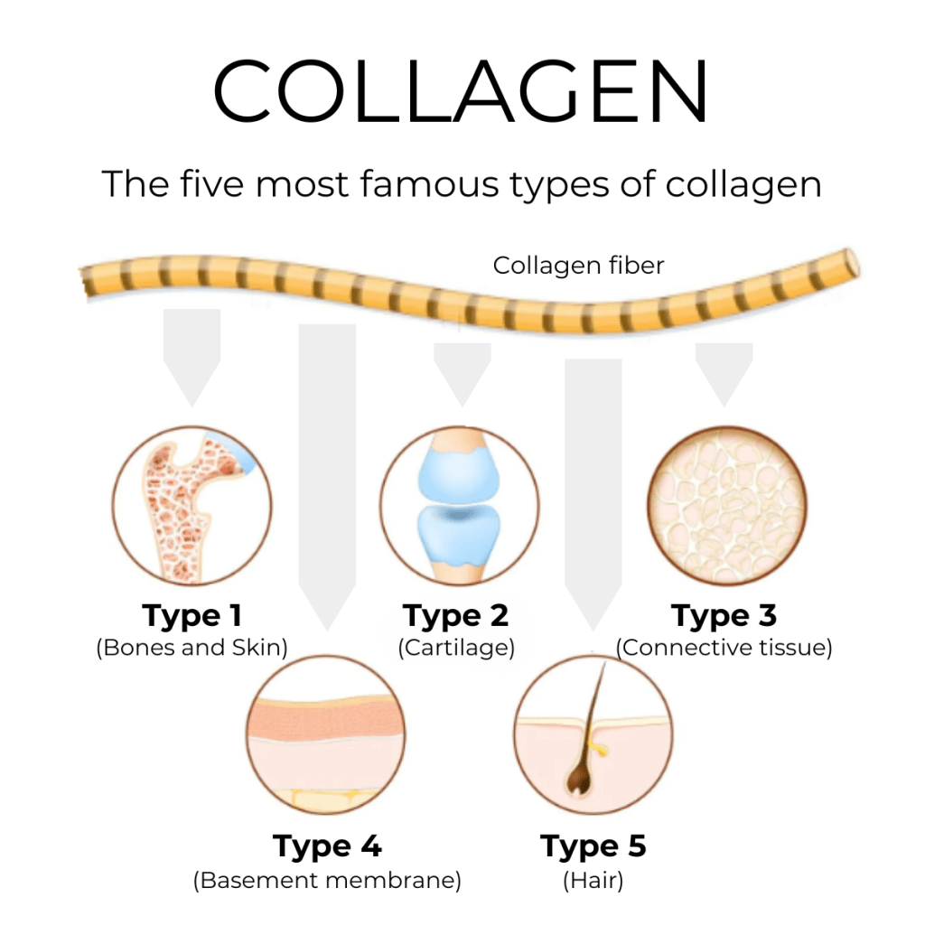 EN biostile collagen 04 2024 image v1 1200x1200 Collagen Powder Blend + Hyaluronic acid